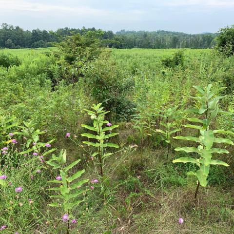 upland meadow in summer with grasses and other herbaceous plants
