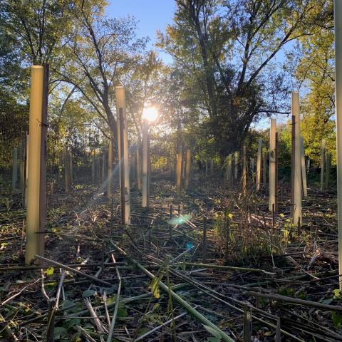 An array of tree tubes protecting saplings in a restoration area, backlit by the setting sun.