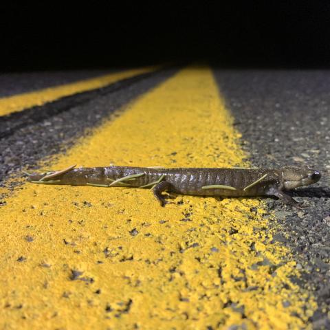 Jefferson blue-spotted salamander walking across the yellow line on a dark road