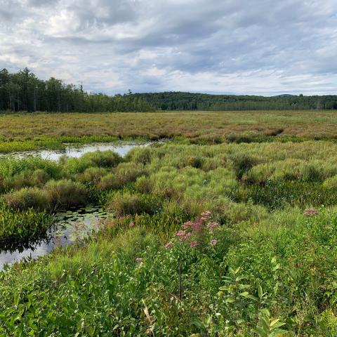 View of open wetland with emergent vegetation and forest in the distance.