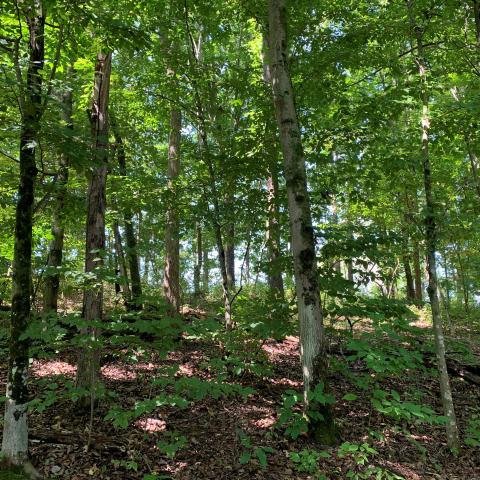 View through a deciduous forest with dappled light.