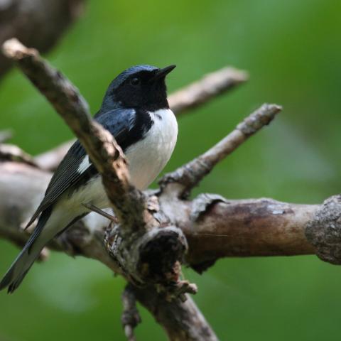 black-throated blue warbler looks toward camera from branch of tree