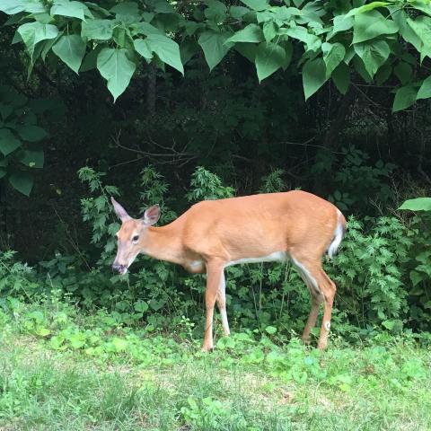 white-tailed deer standing at edge of woods