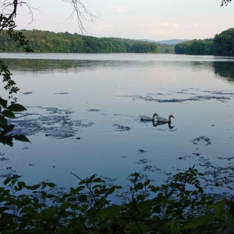 Pond surrounded by woods with two swans swimming in the center